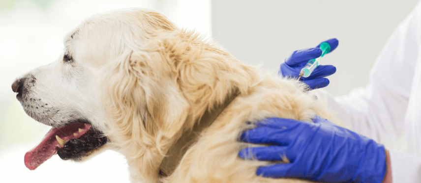 Centro veterinario Mr Vet campaña leishmanianis