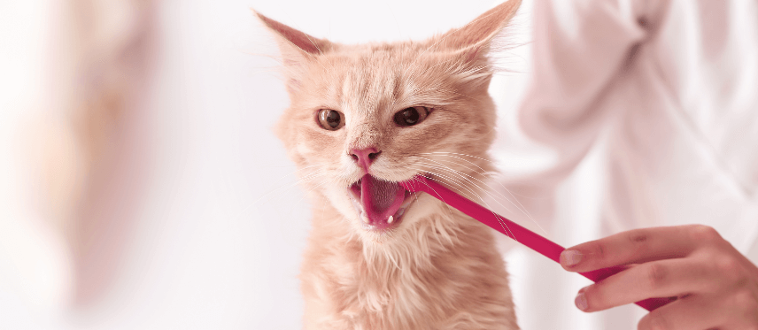 Centro veterinario Mr Vet campaña limpieza dental
