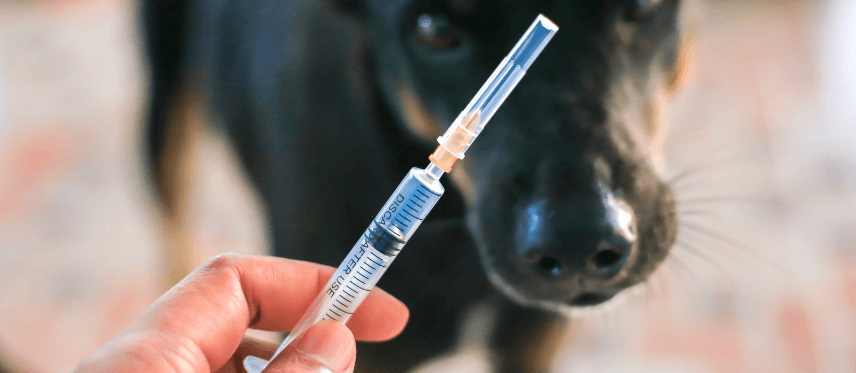 Centro veterinario Mr Vet campaña tos de las perreras