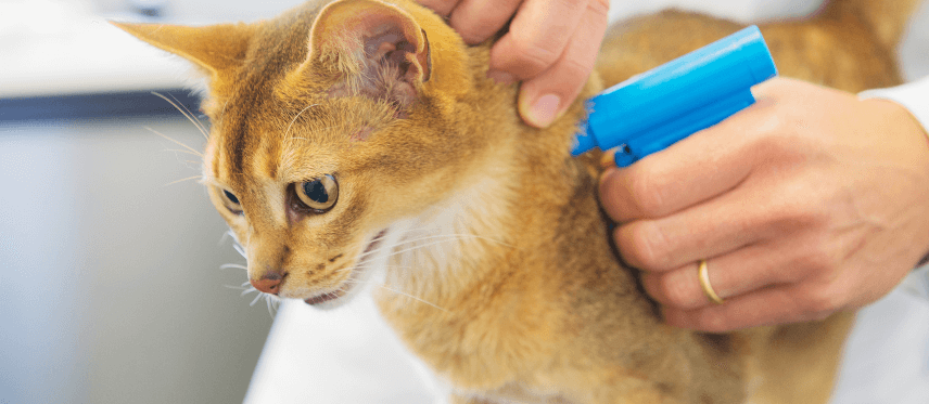 Centro veterinario Mr Vet campaña microchip felino