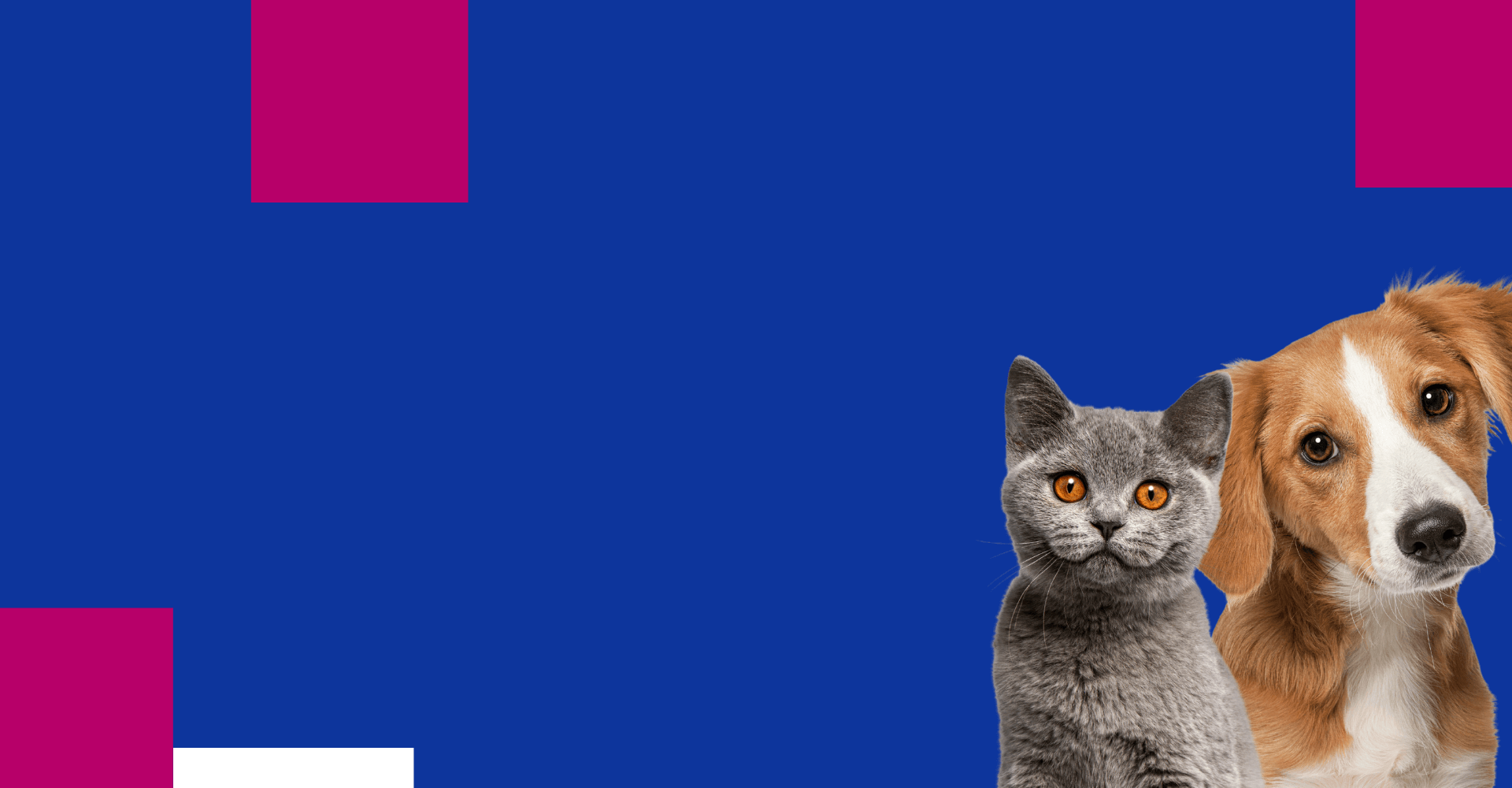 Centro Veterinario <br/> MR. VET