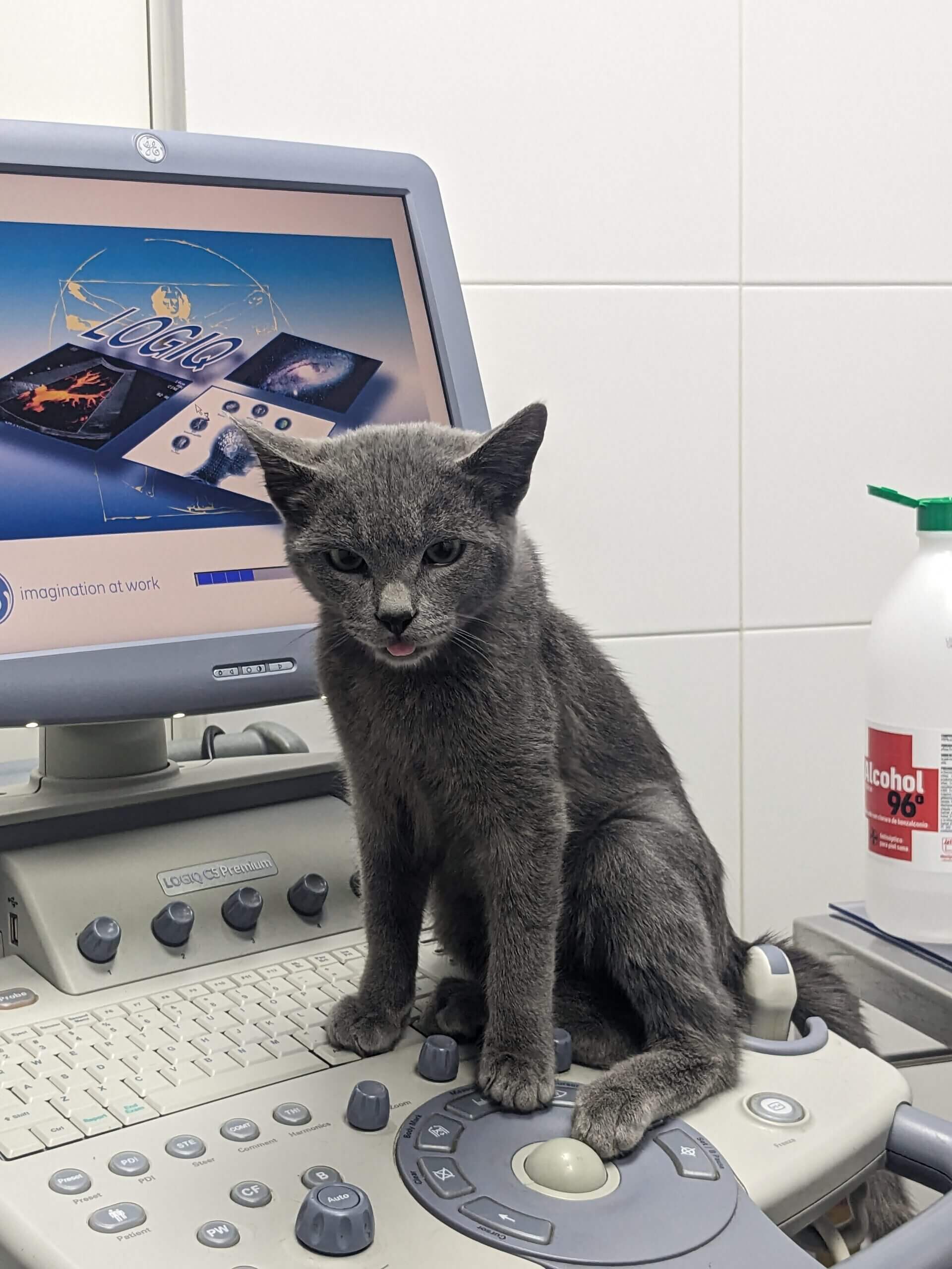Clínica veterinaria Mr Vet servicio medicina felina
