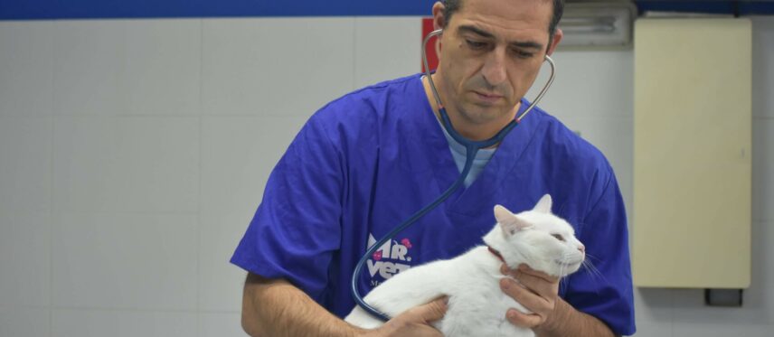 Centro veterinario Mr Vet conoce a nuestros profesionales
