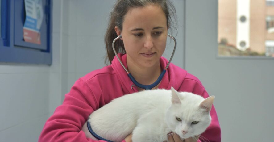 Clínica veterinaria Mr Vet servicio medicina general