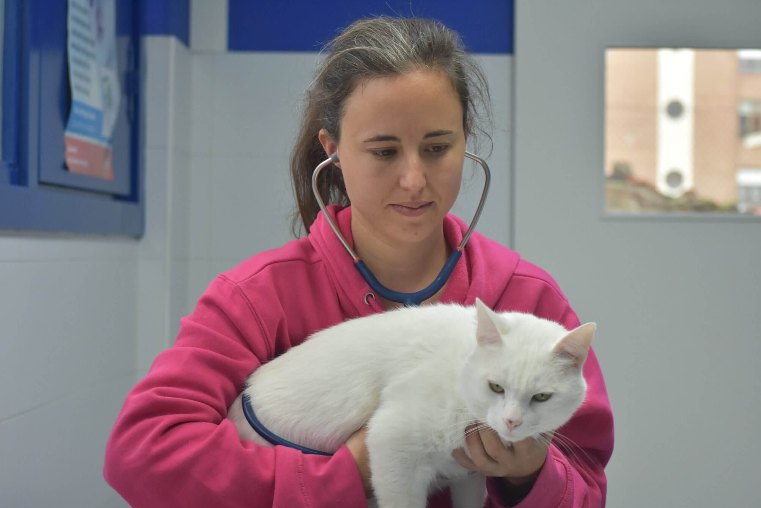 Clínica veterinaria Mr Vet servicio medicina general