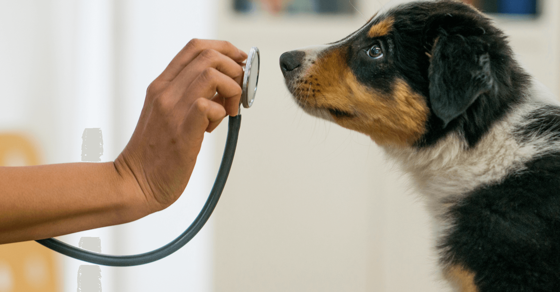 Clínica veterinaria Mr Vet servicio medicina preventiva