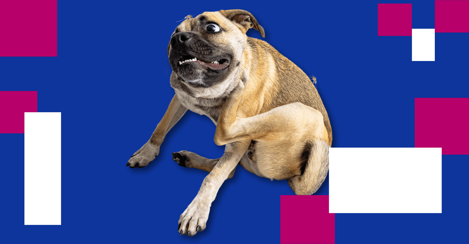 Centro veterinario Mr Vet leishmaniosis