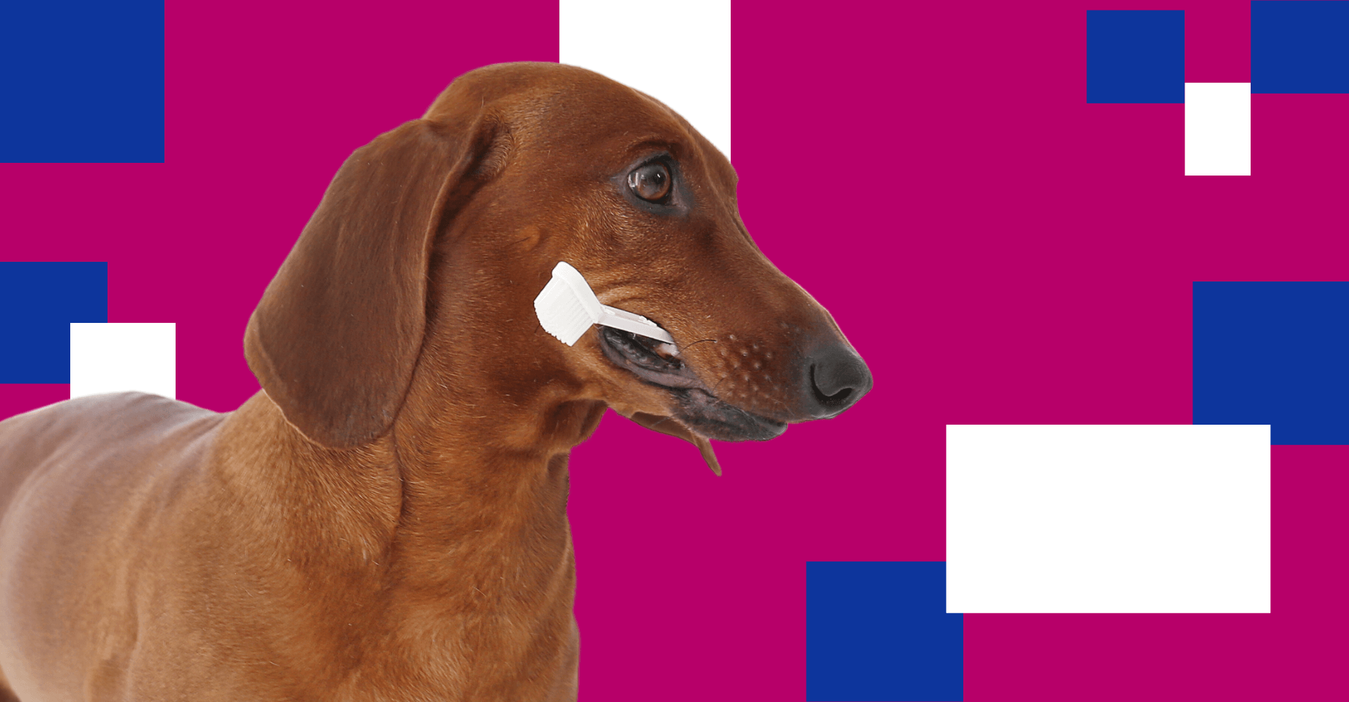 Centro veterinario Mr Vet limpieza bucal