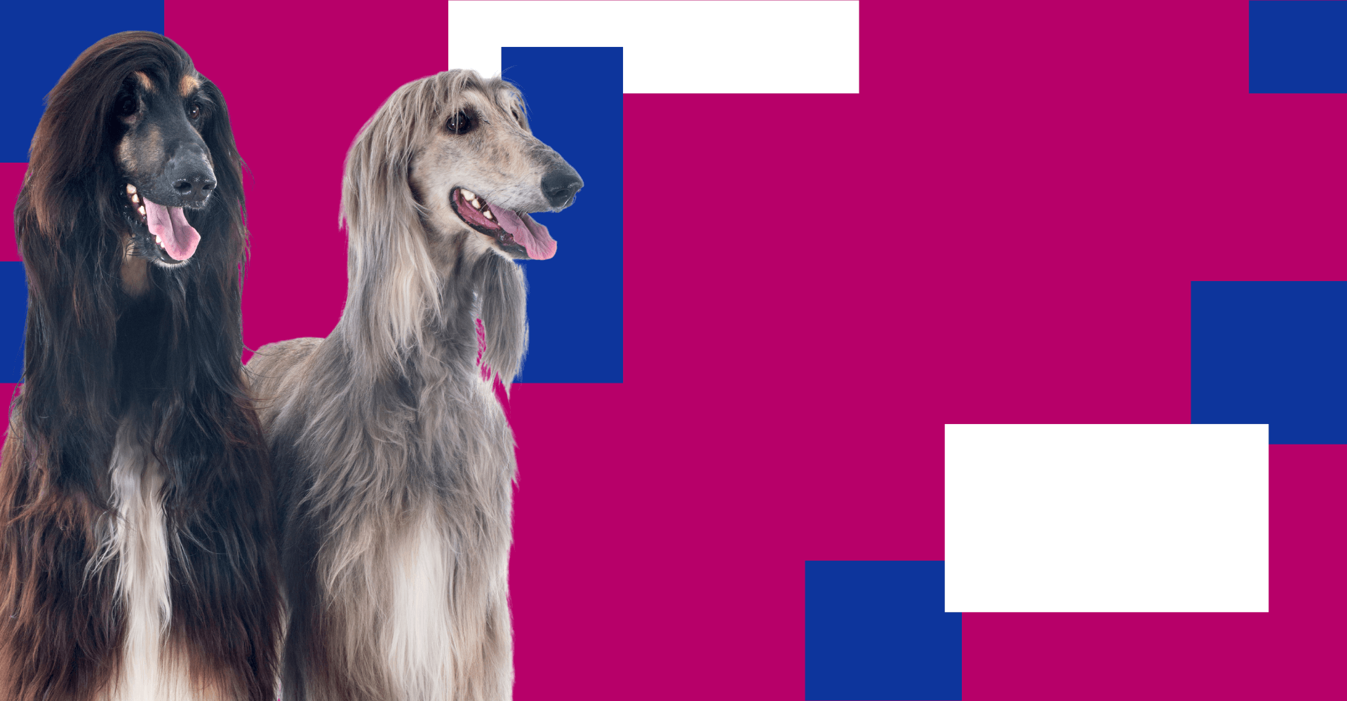 Centro veterinario Mr Vet chequeo anual