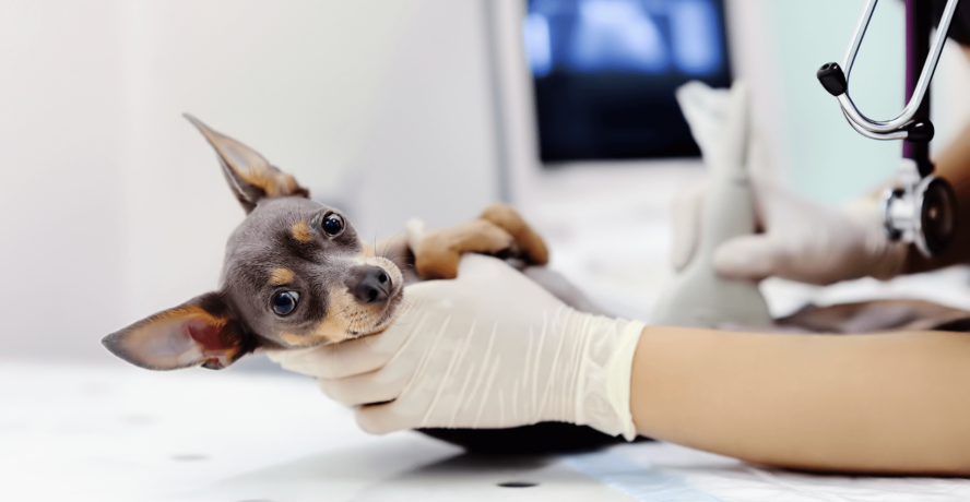 Clínica veterinaria Mr Vet servicio ecografía