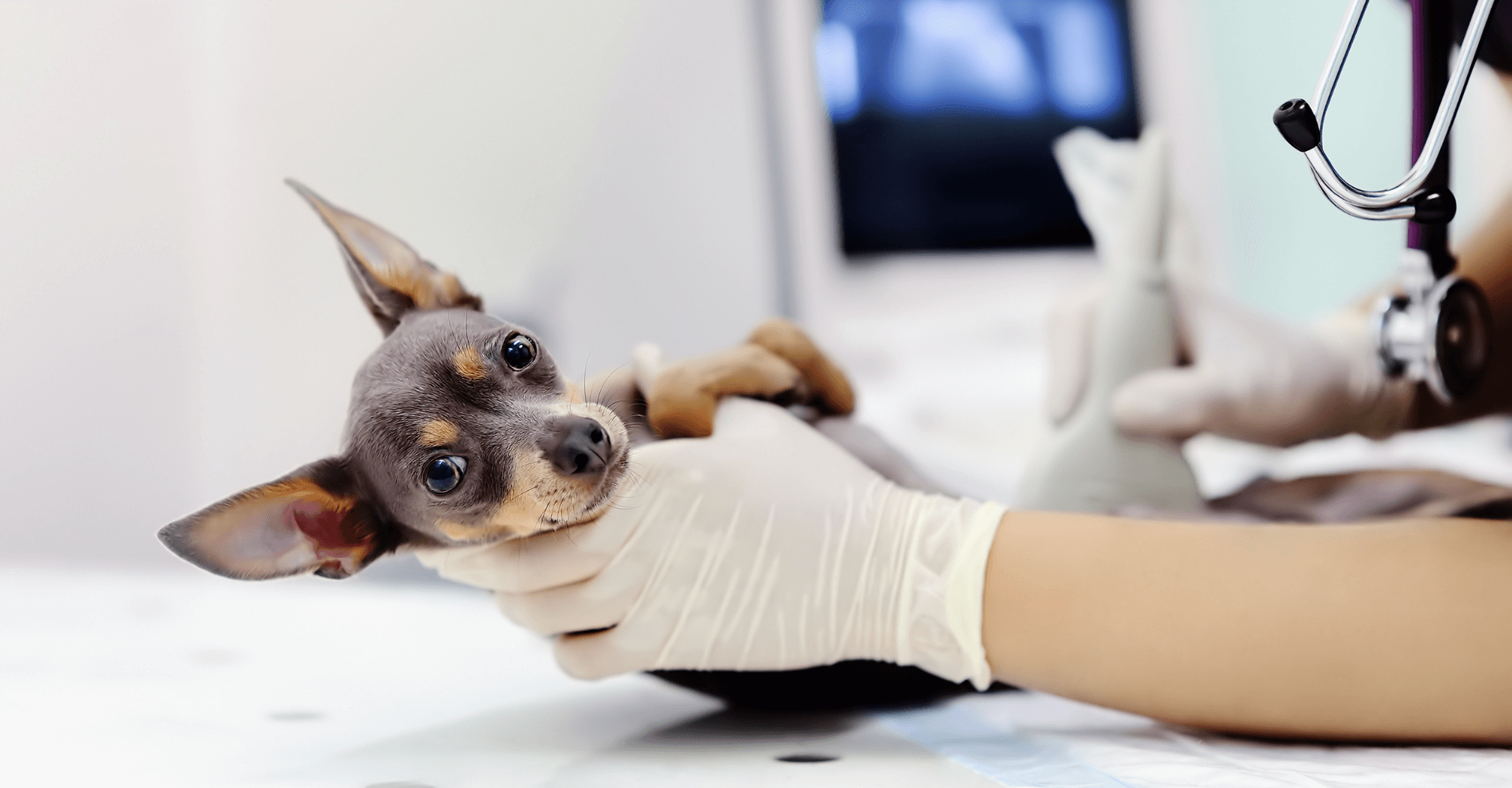 Clínica veterinaria Mr Vet servicio ecografía