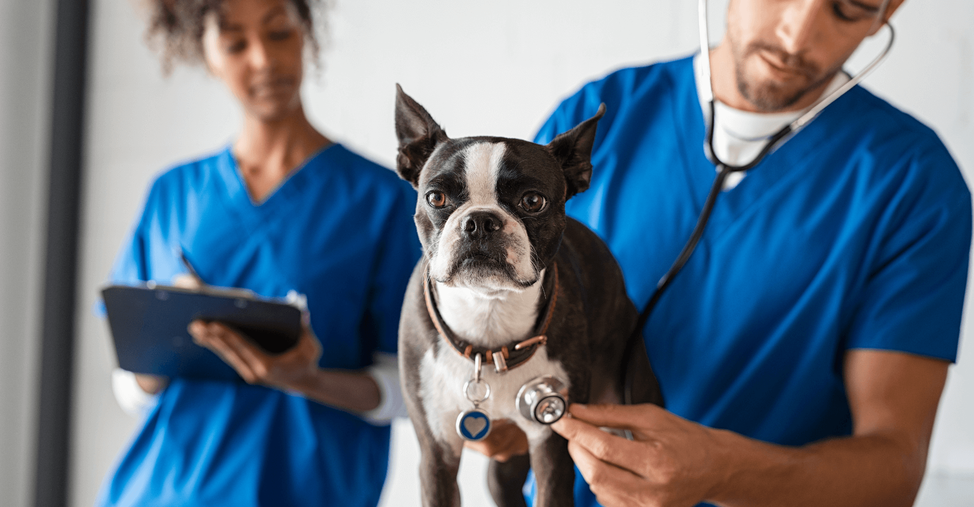 Clínica veterinaria Mr Vet servicio urgencias