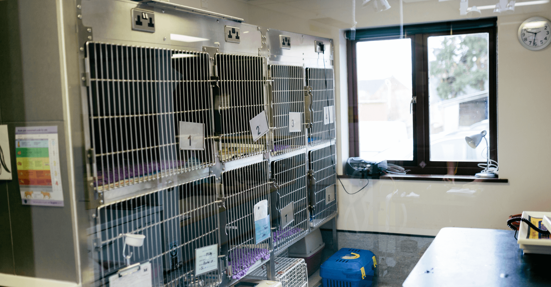 Clínica veterinaria Mr Vet servicio hospitalización