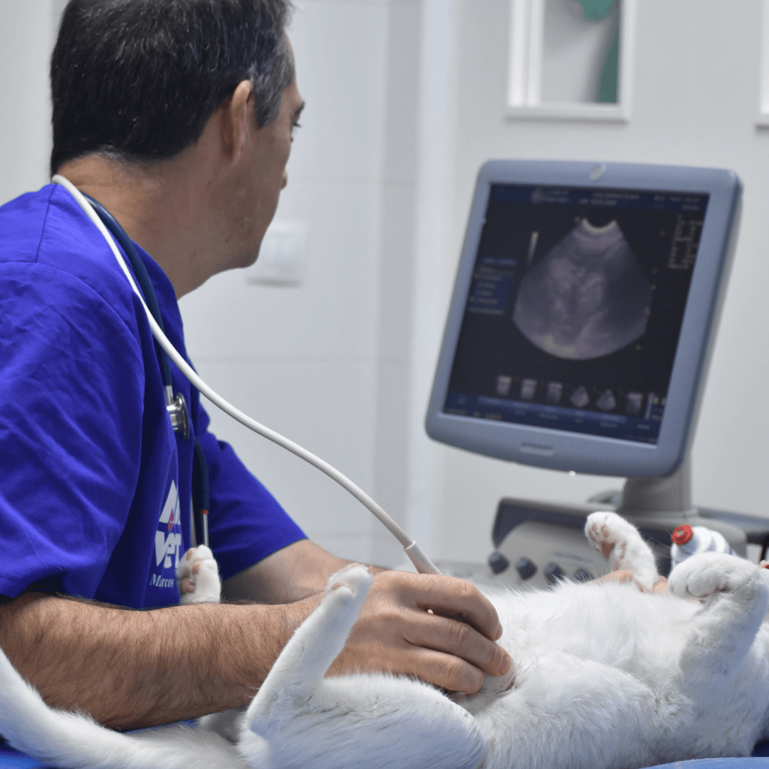 Centro veterinario Mr Vet instalaciones ecografía